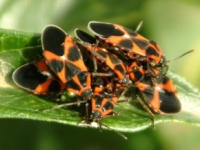 HETEROPTERA: CHIAVI DICOTOMICHE